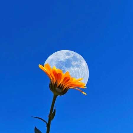 من دارم بهار بهار با صدای زن