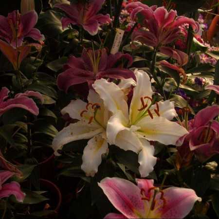 بیبی الله ای دلم تنگه برگرد