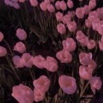 دانلود اهنگ کار کنید قسط بدید چک بدید پاس کنید