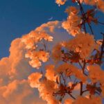 دانلود اهنگ بی صدا در سکوت میسوزم – ترکی با صدای زن دانلود اهنگ بی صدا در سکوت میسوزم – ترکی با صدای زن