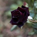 دانلود آهنگ پرپر شده رز قرمزم چطور نجاتش بدم – هوش مصنوعی